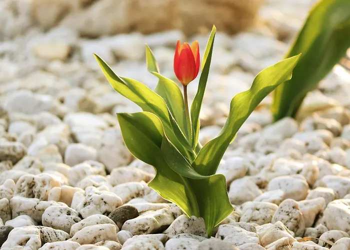 Olivar De Castilla - Sun&colors Segovia