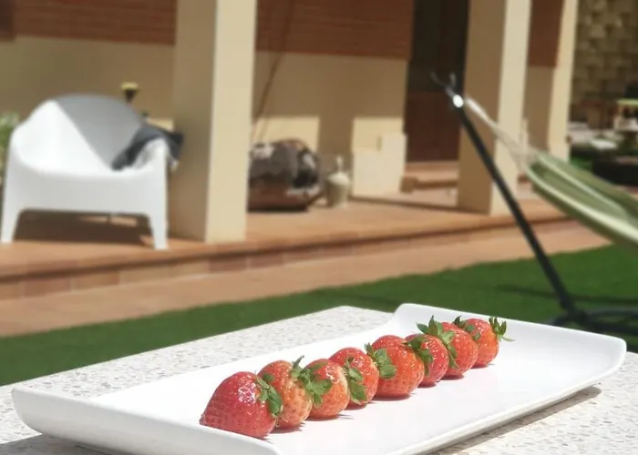 Olivar De Castilla - Sun&colors